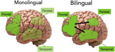 Monolingual and Bilingual Brains
