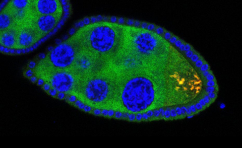 Fluorescence micrograph of a developing Drosophila egg chamber