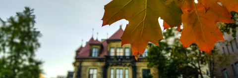 Close up of autumn leaves with blurry school building in background