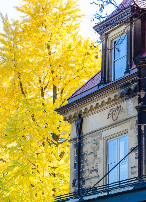 The Faculty of Law's front lawn is home to an ancient ginkgo tree that turns gold in the fall. It contrasts here with Old Chancellor Day Hall's stone walls. Photo: Lysanne Larose.