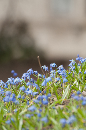 Image of Siberian squill growing on faculty grounds