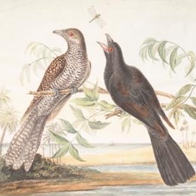 gwillim bird illustration
