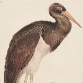lear stork illustration