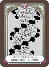 Découverte de la structure de l’ADN