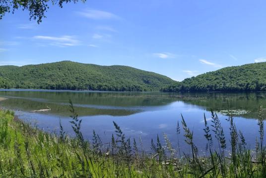 lake surrounded by forest