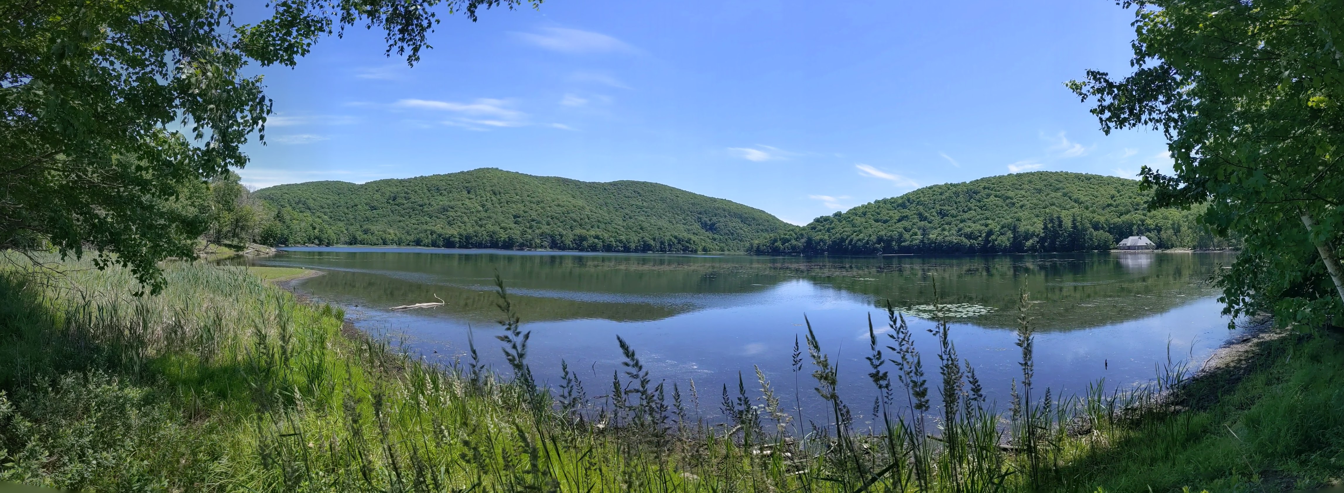 lake surrounded by forest