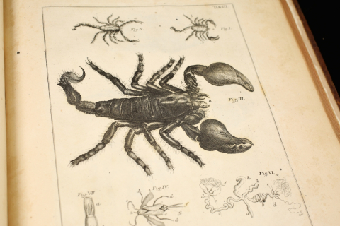 scorpion anatomical drawing