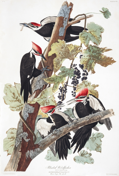 Painting of two adult pileated woodpeckers and two juvenile pileated woodpeckers perched in a tree.