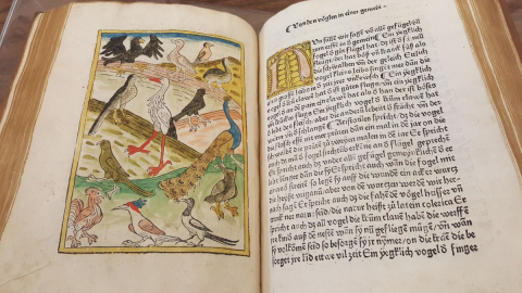 Konrad von Megenberg. Buch der natur (Johannes Bamler, Augsburg, 1478). (Blacker Wood Collection, McGill Libraries.)