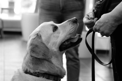 Black and white image of dog looking up at person.