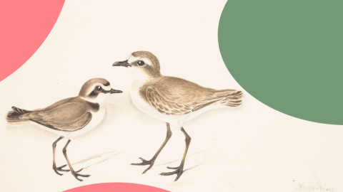 Painted Plovers on an artificial digital  Background