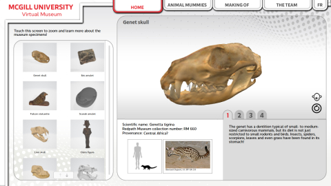 McGill Virtual Museum Homepage featuring: Genet skull (main image - right), smaller images of other specimens to the left.