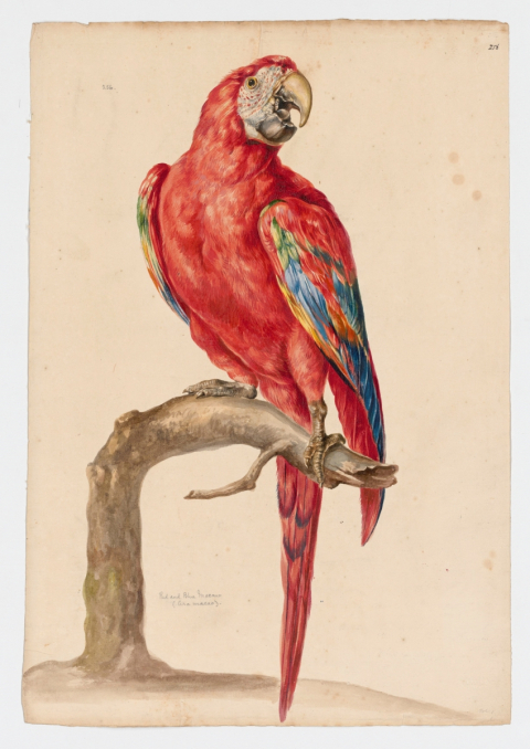 “Red and Blue Macaw.” Ara Macao. Collins, Charles (1680-1744). Blacker Wood Collection. Rare Books and Special Collections, McGill Library.