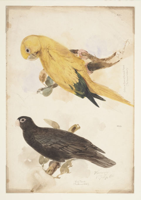  [Two parrorts] by Lear, Edward (1812-1888)