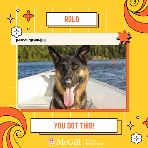 "You Got This!" Paws-o-gram featuring Rolo the German Shepherd
