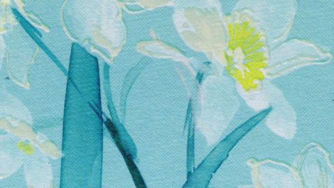 white flowers on blue background