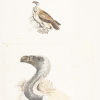 Indian vulture. Watercolour on paper. 1901-1807, Madras.