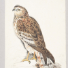 Western marsh harrier. Watercolour on paper. 1901-1807, Madras.