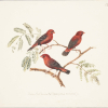 Red Munia. Watercolour on paper. 1901-1807, Madras.