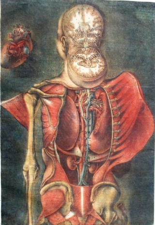 Colour mezzotint illustration from Exposition anatomique de la structure du corps humain, by Gautier Dagoty, 1759 Colour mezzotint illustration from Exposition anatomique de la structure du corps humain, by Gautier Dagoty, 1759