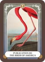 publication de the birds of america - un flamand rose