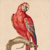Parrot – Taylor White Digital Collection