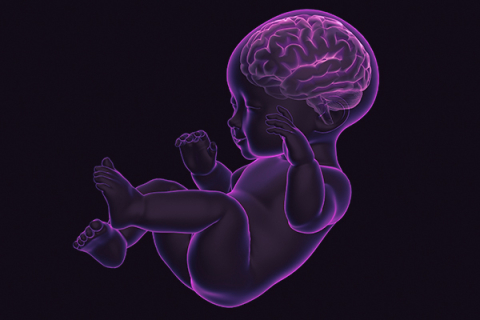 An abstract image of a baby and its developing brain