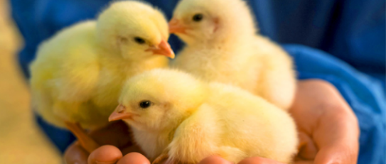three baby chicks being held in the palm of someone's hand