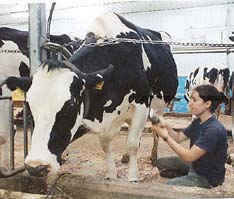 Student grooming cow