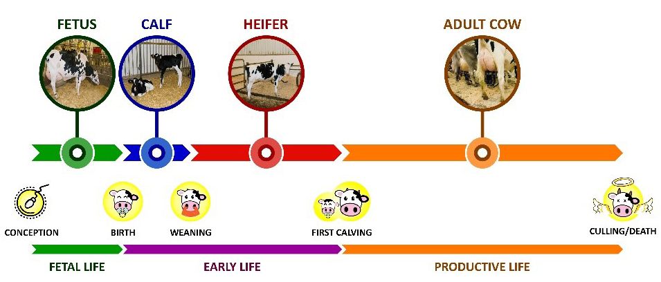 diagram depicting life span of a cow