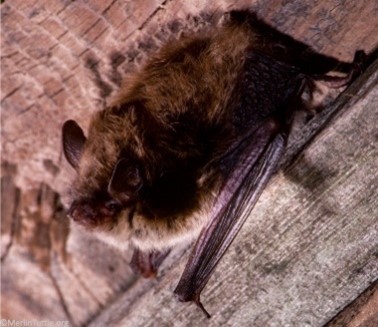 a brown bat perched on a branch