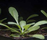 a weed in soil