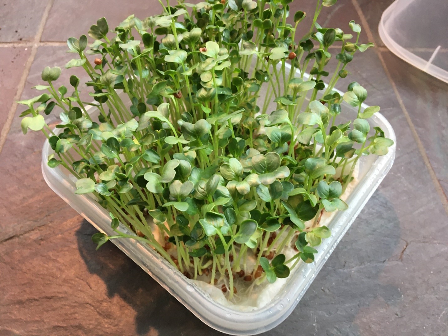 Some home-grown microgreens in a food-grade plastic container lined with paper towels.