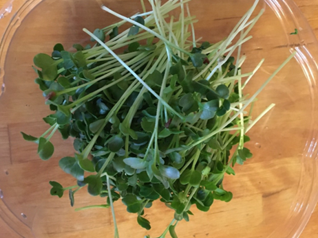 Harvested microgreens in a glass bowl