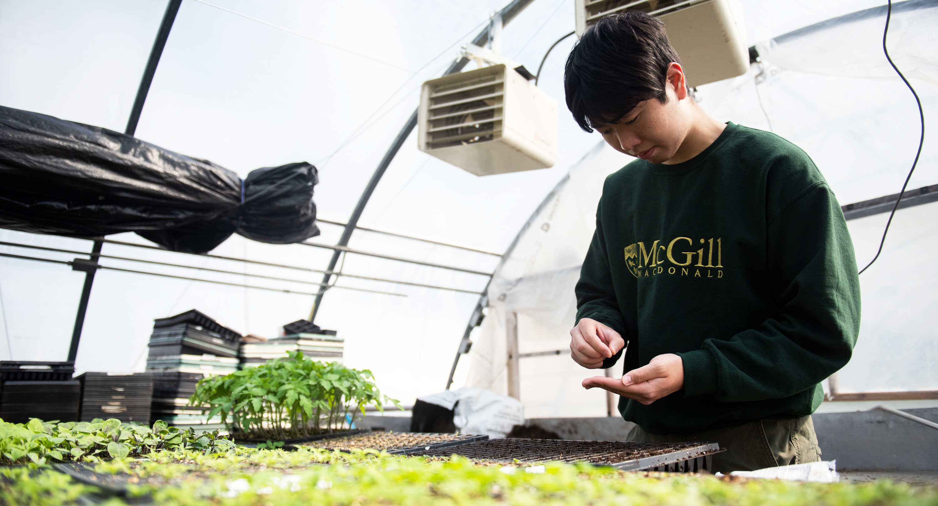 Student planting seeds in a greenhouse, wearing a green Macdonald Campus sweatshirt