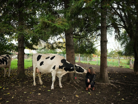 Janice Pierson crouches on the ground in the farm pasture in front of several large trees, face-to-face with a large black and white cow.