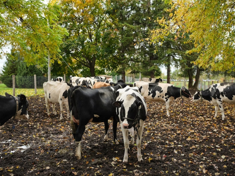 A herd of cows in the Macdonald Campus Farm pasture