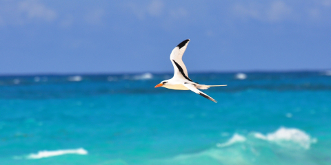 A white-tailed tropicbird in flight above the ocean waves