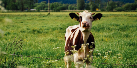 A cow licks its nose in a farm meadow