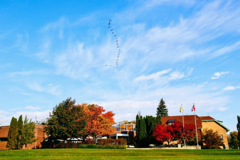 Trees changing colours at Mac Campus, Fall 2022