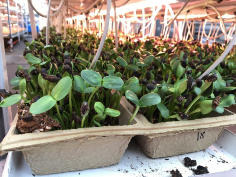 Greenhouse production of sunflower microgreens in biodegradable containers.