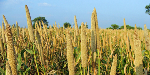 A field of pearl millet crops
