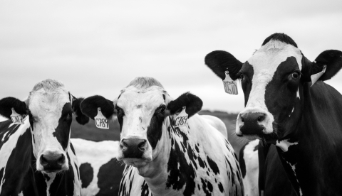 Cows