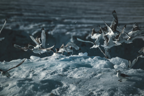 Flying group of Arctic Tern landing on sea ice