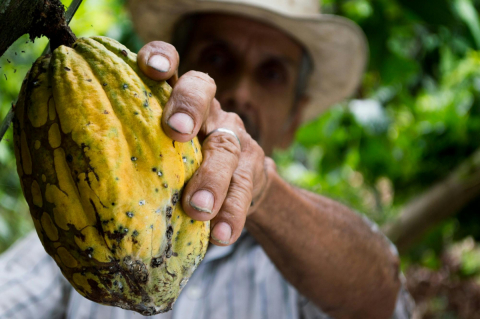 A man picks a yellow cacao bean