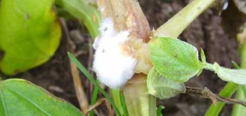 Close up of white mold on the stalk of a common bean plant.