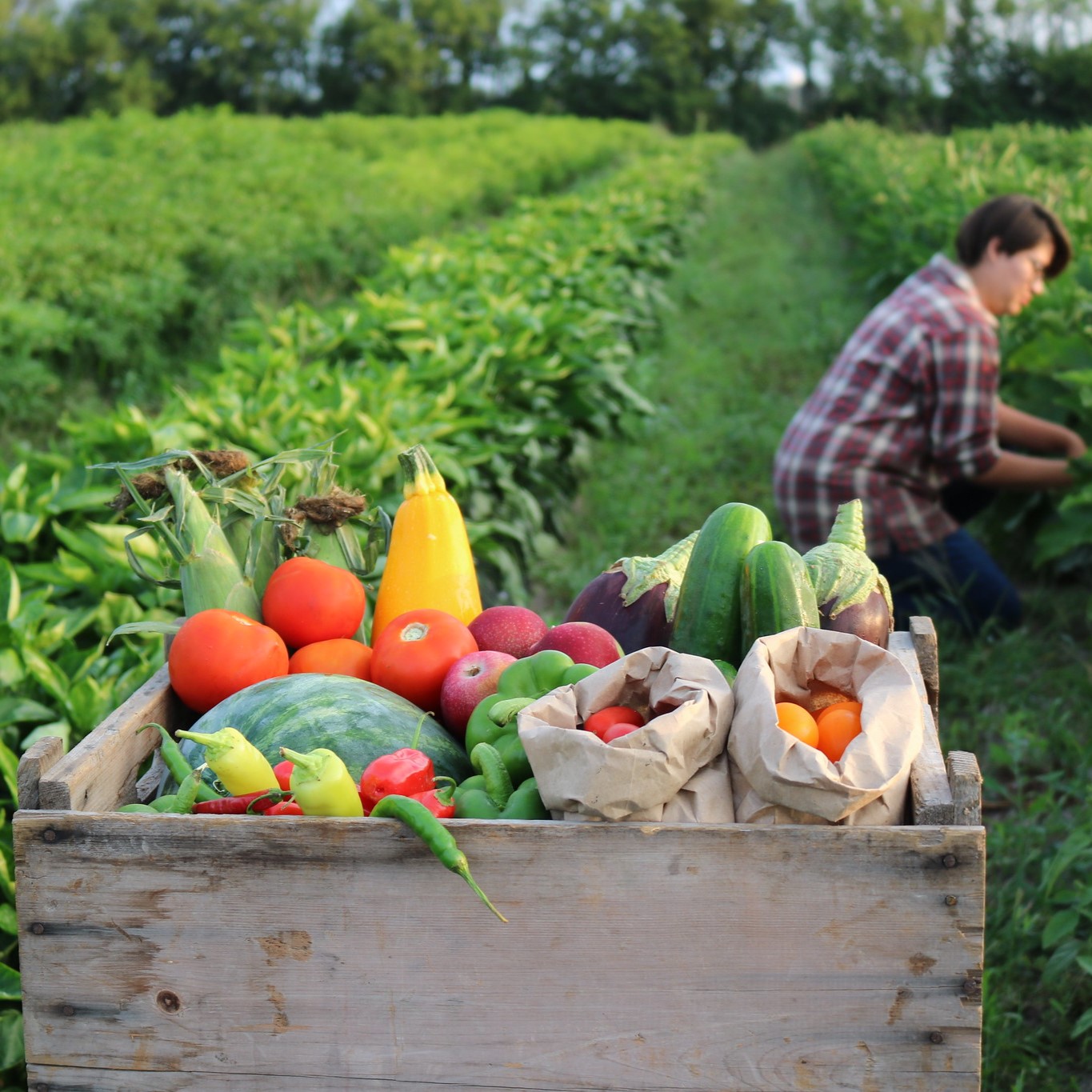 A basket of vegetables just picked in the field
