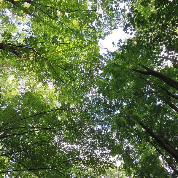 Tree branches in a forest