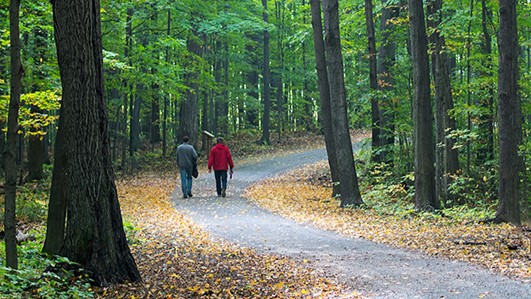 Two people strolling down a forest path in the arboretum
