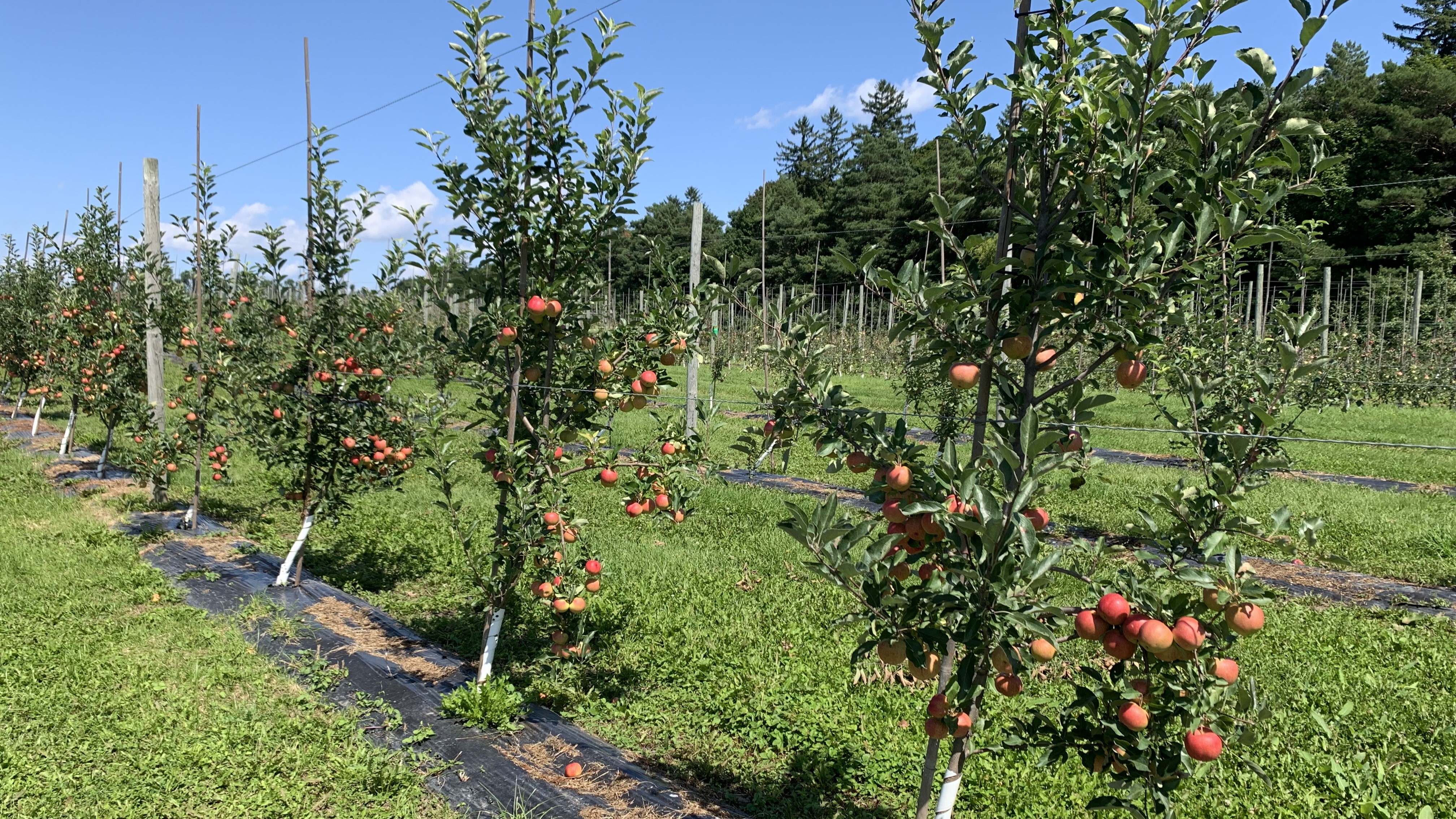Apple trees in the Macdonald Farm orchard